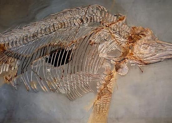 Noi Specii De Animale Preistorice Au Fost Identificate In Romania