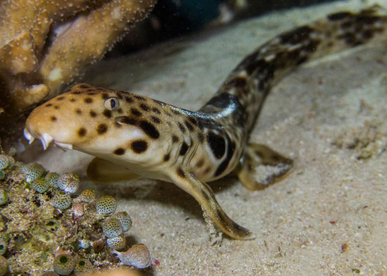 Pestii Mergatori Nu Mai Sunt O Raritate 11 Specii Noi Au Fost Descoperite