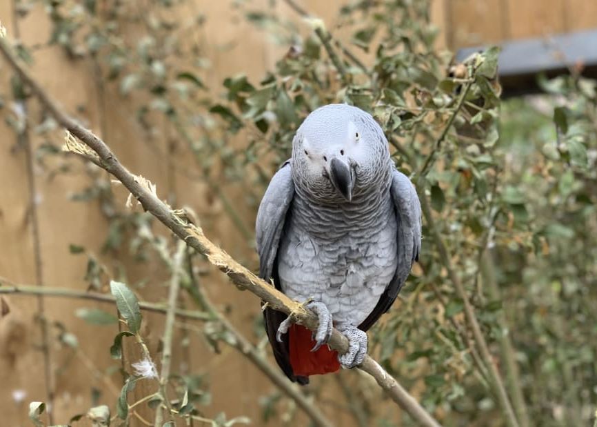 Motivul Hilar Pentru Care Cinci Papagali Dintr Un Parc Salbatic Au Fost Ascunsi De Ochii Vizitatorilor