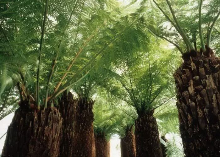 Plantele Care Traiesc Pe Pamant Si Sunt Mai Vechi Decat Dinozaurii Sunt Adevarate Minuni Naturale