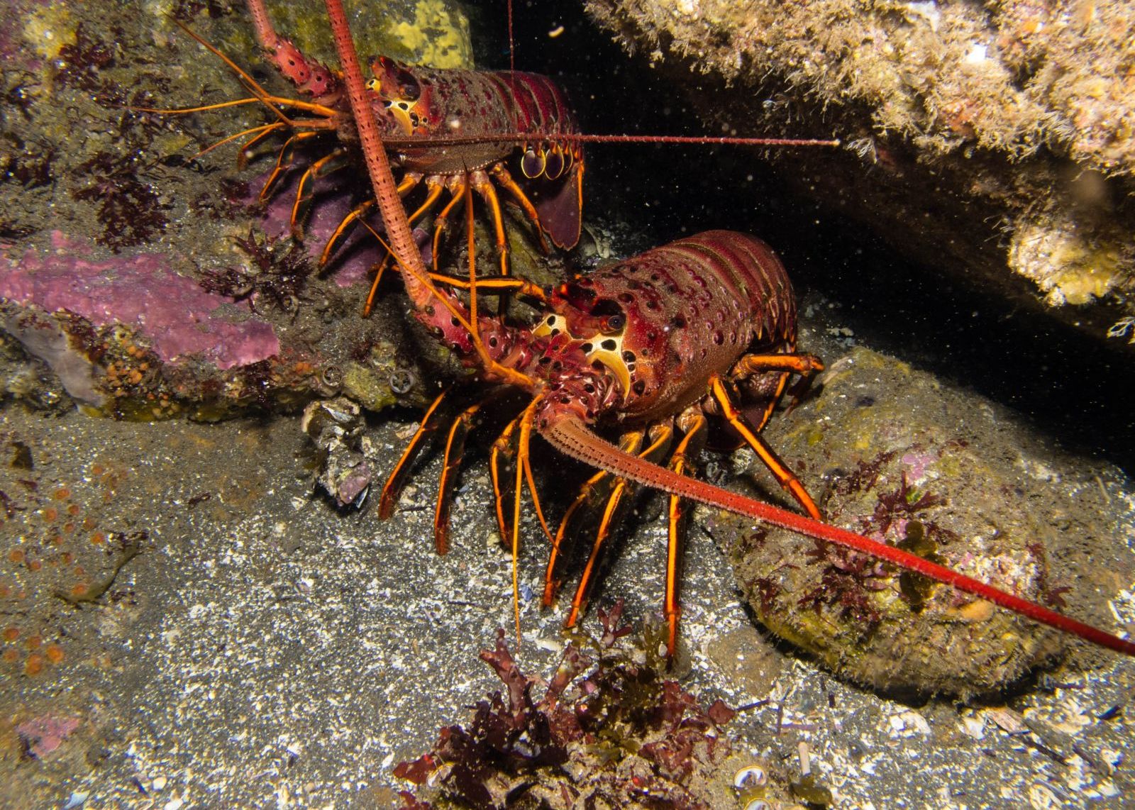 Mutatiile Care Se Vor Produce In Fauna Europei In Urmatorii Ani Speciile De Animale Ce Vor Popula Continentul