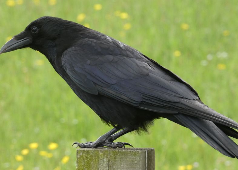 Descoperirea remarcabilă a cercetătorilor: ciorile sunt capabile de gândire conștientă Descoperirea Remarcabila A Cercetatorilor Ciorile Sunt Capabile De Gandire Constienta