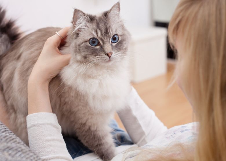 Care E Cel Mai Eficient Mod De A Zvorbi Cu Pisica Ta Metoda Care Chiar Functioneaza