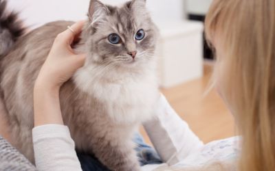 Care e cel mai eficient mod de a „vorbi” cu pisica ta. Metoda care chiar funcționează 