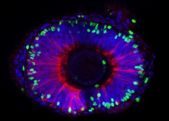 Gena Pe Care Ar Putea O Avea Mamiferele Si Care Ar Scapa Omenirea De Una Dintre Cele Mai Mari Probleme