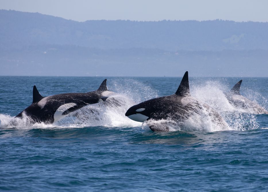Date Ingrijoratoare 50 Din Populatia De Balene Si Delfini De Pe Pamant Ar Putea Disparea Din Cauza Oamenilor