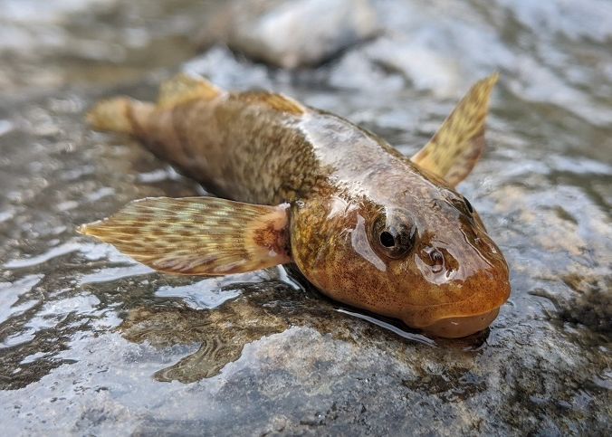 Un Peste Contemporan Cu Dinozaurii O Adevarata Zfosila Vie Descoperit Intr Un Rau Din Romania