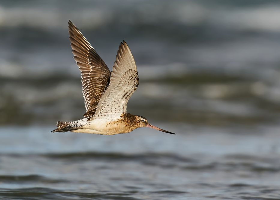 Pasarea Care A Doborat Recordul Pentru Cel Mai Lung Zbor Fara Oprire A Zburat Peste 12 000 De Kilometri