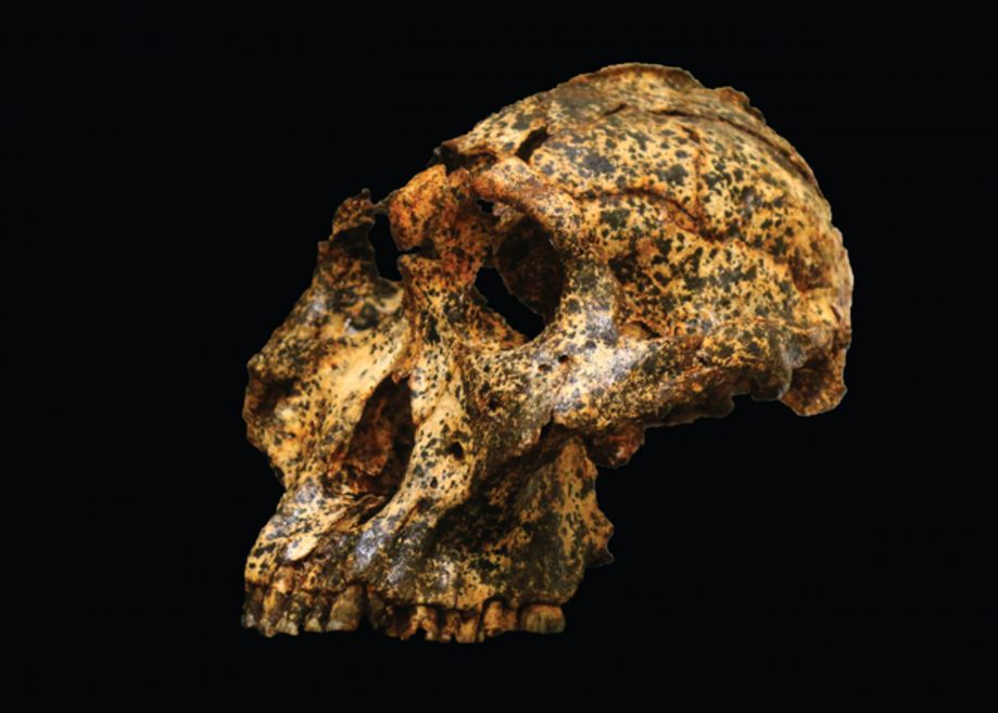 A Fost Gasita Veriga Lipsa Un Craniu Vechi De Doua Milioane De Ani Pune Intr O Noua Lumina Evolutia Umana