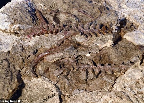Strămoșii primelor animale zburătoare de pe Terra provin din…„dragoni” Stramosii Primelor Animale Zburatoare De Pe Terra Provin Din Zdragoni