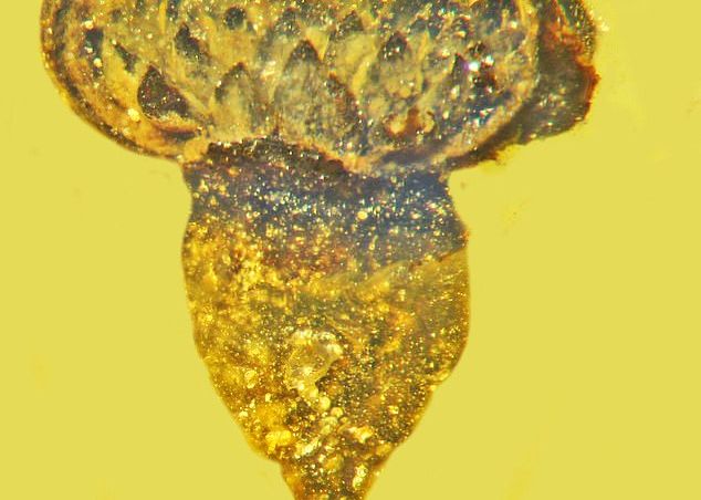 Surpriză uriașă pentru cercetătorii care analizau un chihlimbar de acum 100 de milioane de ani. Ce au descoperit Surpriza Uriasa Pentru Cercetatorii Care Analizau Un Chihlimbar De Acum 100 De Milioane De Ani Ce Au Descoperit