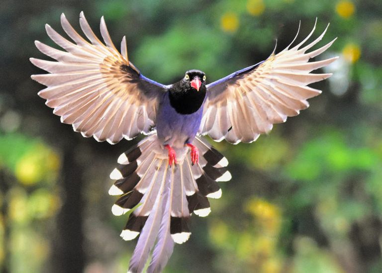 Simtul Cuantic Misterios Pe Care Il Au Doar Pasarile Cercetatorii Au Observat Reactiile In Premiera