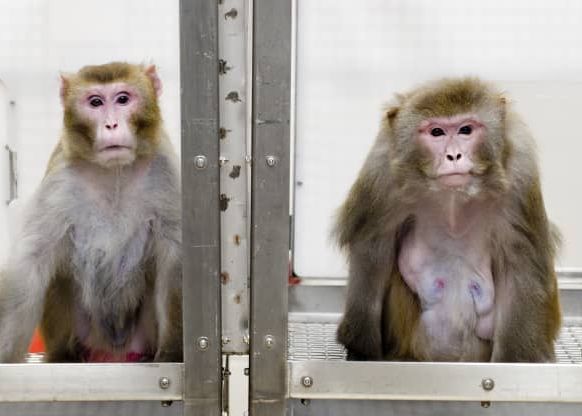 Prima Maimuta Care Poate Juca Jocuri Video Telepatic Dupa Ce I A Fost Implantat Un Cip In Creier