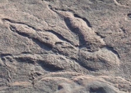 Descoperirea fabuloasă făcută de o fetiță de patru ani pe o plajă Descoperirea Fabuloasa Facuta De O Fetita De Patru Ani Pe O Plaja