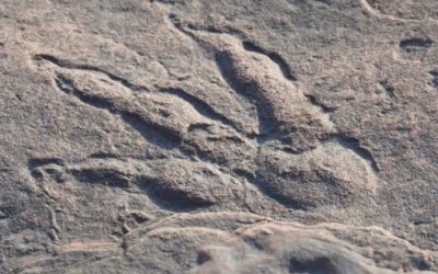 Descoperirea fabuloasă făcută de o fetiță de patru ani pe o plajă