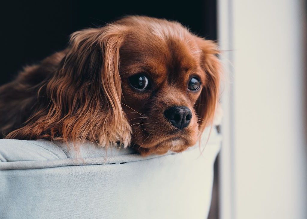 P 4 Avantaje Oferite De Purificatoarele De Aer Smart