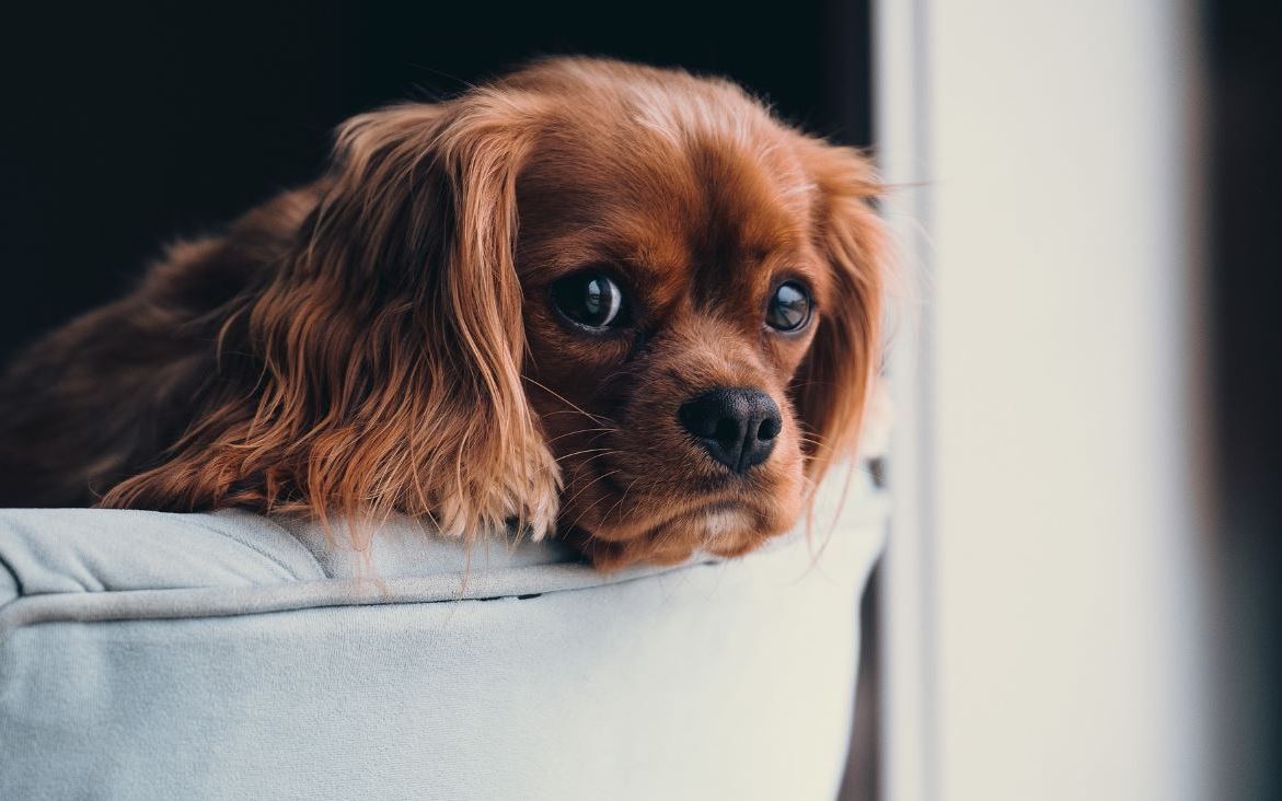 P 4 Avantaje Oferite De Purificatoarele De Aer Smart