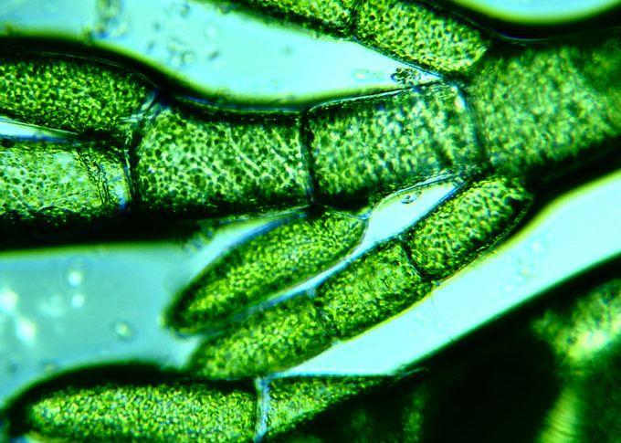 Organismele Care Ne Ar Putea Sa Traim Pe Marte La Fel Ca Pe Terra Experimentul Care Arata Cum Am Putea