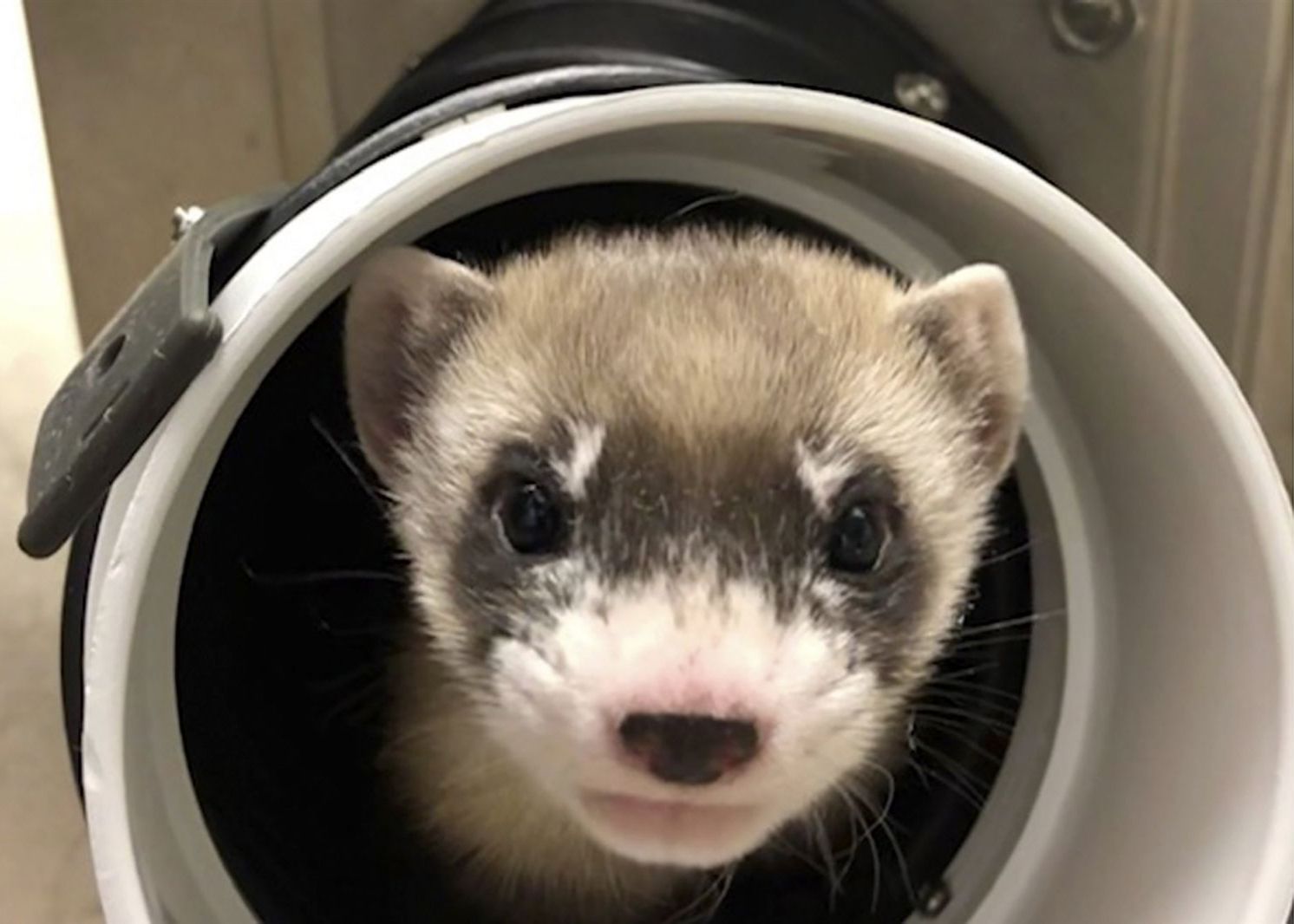 Cercetatorii Americani Au Clonat Pentru Prima Data Un Exemplar Dintr O Specie Pe Cale De Disparitie