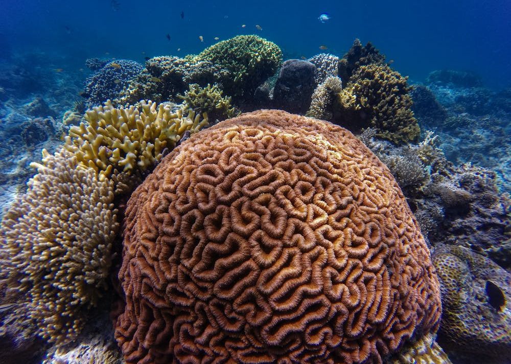 Marea Bariera De Corali Risca Sa Dispara In Doar Cativa Ani