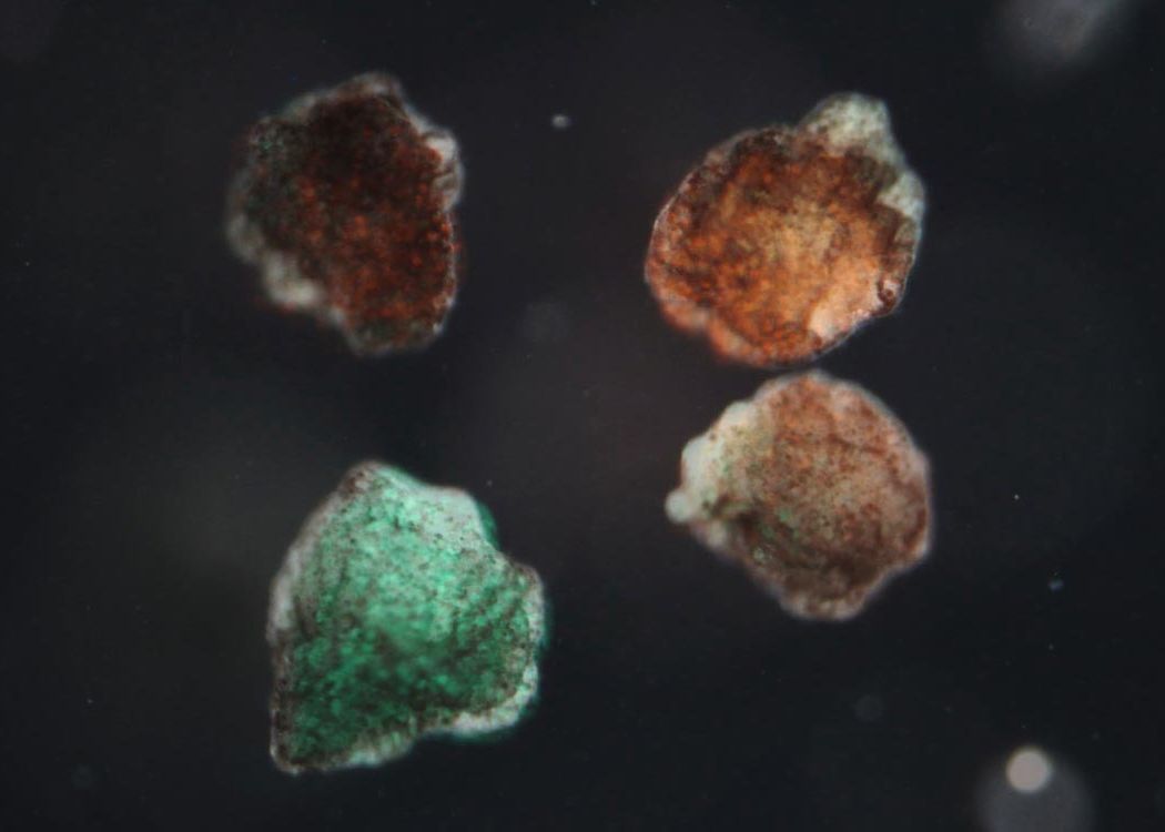 Cercetatorii Au Creat Robotii Vii Care Au Memorie Proprie Si Se Pot Asambla Singuri