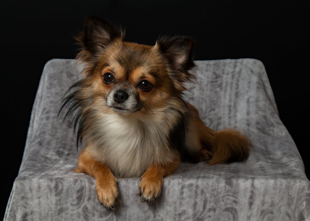 De ce sunt câinii mici foarte agresivi? Iată explicațiile cercetătorilor De Ce Sunt Cainii Mici Foarte Agresivi Iata Explicatiile Cercetatorilor