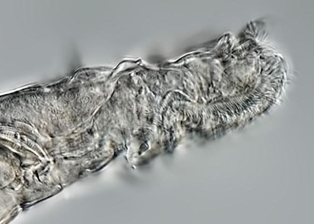 Un Animal A Supravietuit Timp De 24 000 De Ani In Solul Inghetat Din Siberia Dupa Decongelare A Fost Capabil