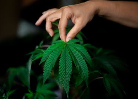 Cannabis, una dintre primele plante cultivate din lume. Când a fost folosită prima dată? Cannabis Una Dintre Primele Plante Cultivate Din Lume Cand A Fost Folosita Prima Data