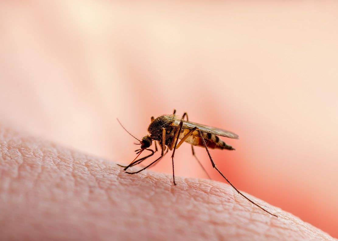 Cum ar putea fi folosiți țânțarii pentru vaccinarea în masă a oamenilor Cum Ar Putea Fi Folositi Tantarii Pentru Vaccinarea In Masa A Oamenilor
