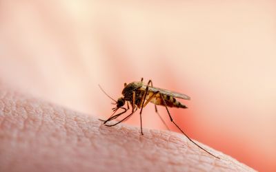 Cum ar putea fi folosiți țânțarii pentru vaccinarea în masă a oamenilor 