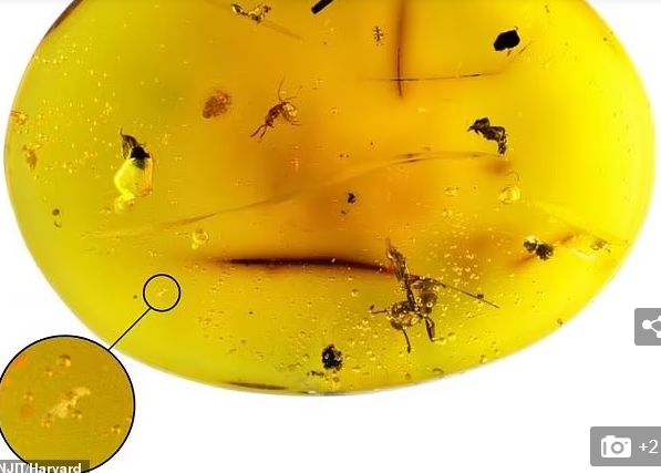 Descoperire extrem de rară într-o bucată de chihlimbar de acum 16 milioane de ani Cercetatorii Au Descoperit O Noua Specie Perfect Conservata Acum 16 Milioane De Ani