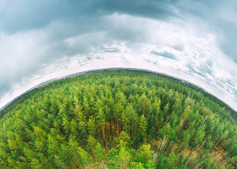 Există atât de mult dioxid de carbon în atmosferă, încât plantarea copacilor nu ne mai poate salva. Ce e de făcut Exista Atat De Mult Dioxid De Carbon In Atmosfera Incat Plantarea Copacilor Nu Ne Mai Poate Salva Ce E