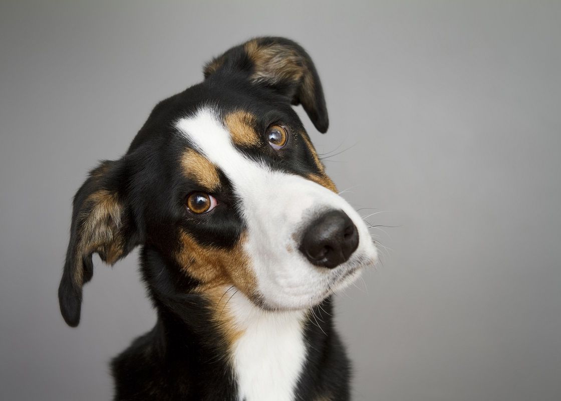 De Ce Isi Inclina Cateii Capul Intr O Parte Un Nou Studiu Face O Descoperire Interesanta