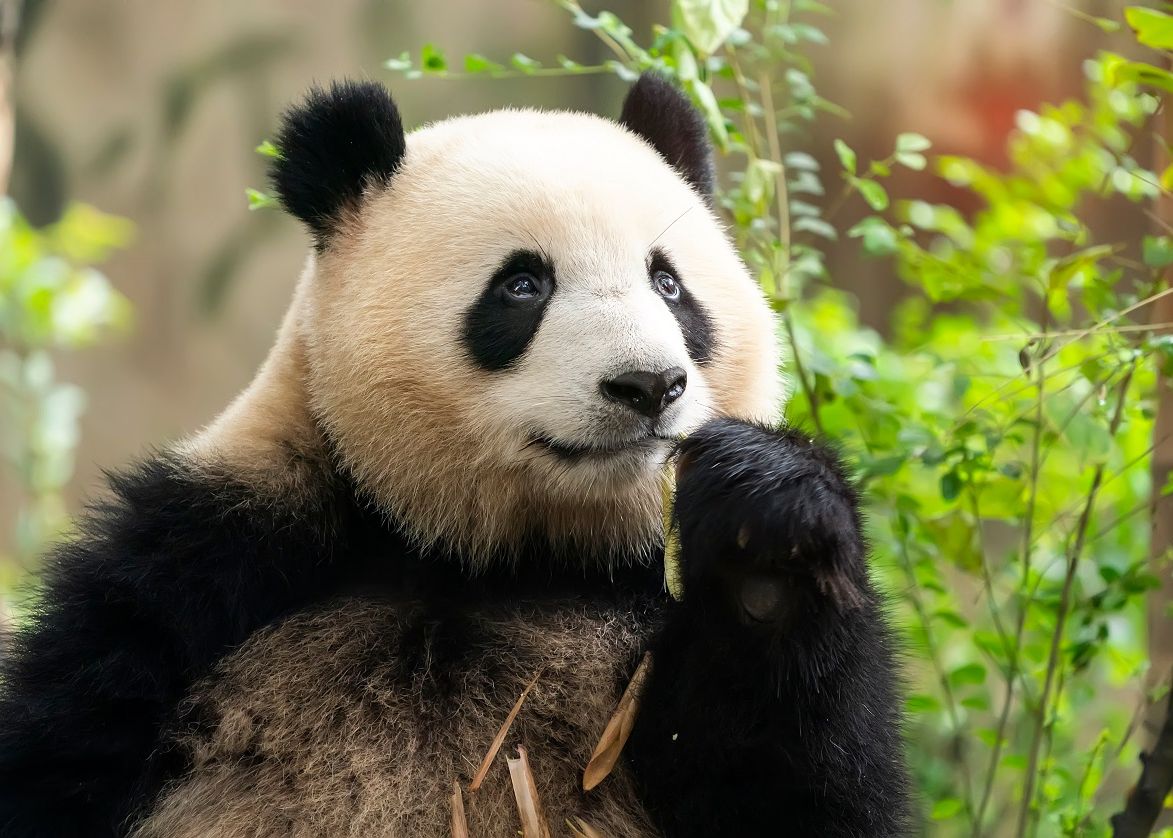 De Ce Au Ursii Panda Blana In Nuante De Alb Si Negru