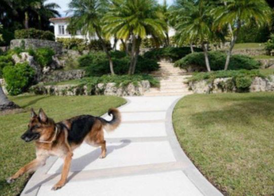 Cel Mai Bogat Caine Din Lume Patrupedul Zvinde O Vila In Miami In Valoare De Peste 28 De Milioane De Euro