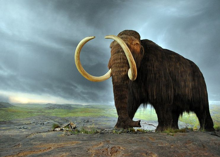 Adevărul despre dispariția mamuților. Care a fost cauza extincției? Adevarul Despre Disparitia Mamutilor Care A Fost Cauza Extinctiei