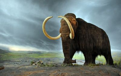 Adevărul despre dispariția mamuților. Care a fost cauza extincției?