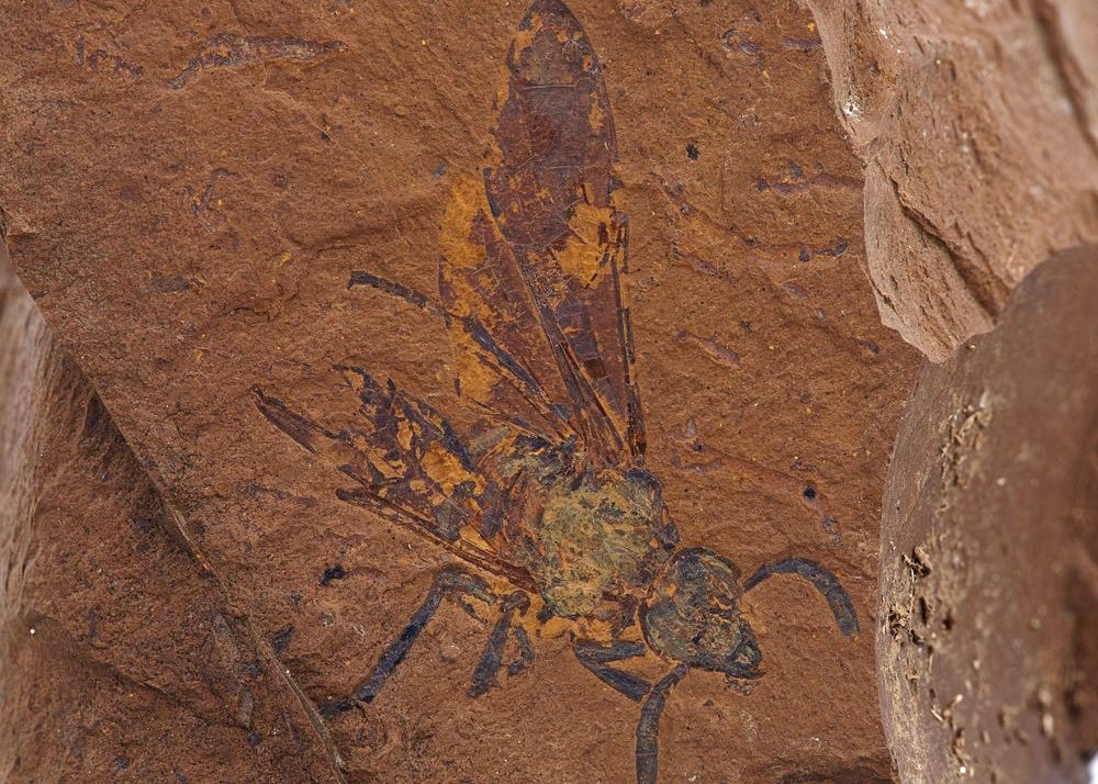 O Comoara Arheologica Cu 2000 De Fosile Dezvaluie Cum Arata Viata In Padurea Tropicala Preistorica Din