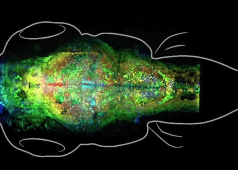 Neurologii au filmat momentul în care creierul înregistrează noi amintiri și este fascinant. VIDEO Neurologii Au Filmat Momentul In Care Creierul Inregistreaza Noi Amintiri Si Este Fascinant Video