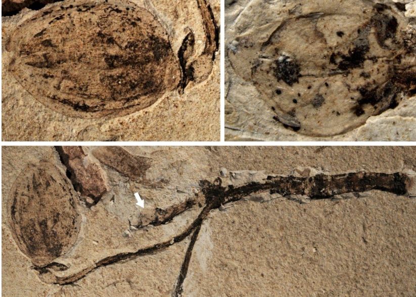 O Noua Descoperire Neasteptata Ar Putea Fi Raspunsul La Misterul Zabominabil Al Lui Darwin