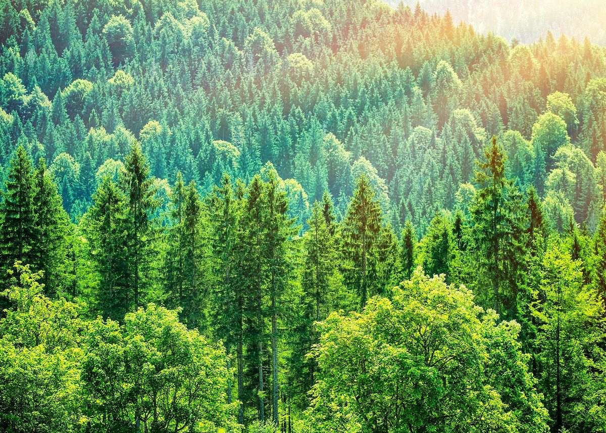 Peste 9 000 De Specii De Copaci Asteapta Inca Sa Fie Descoperite Pe Terra