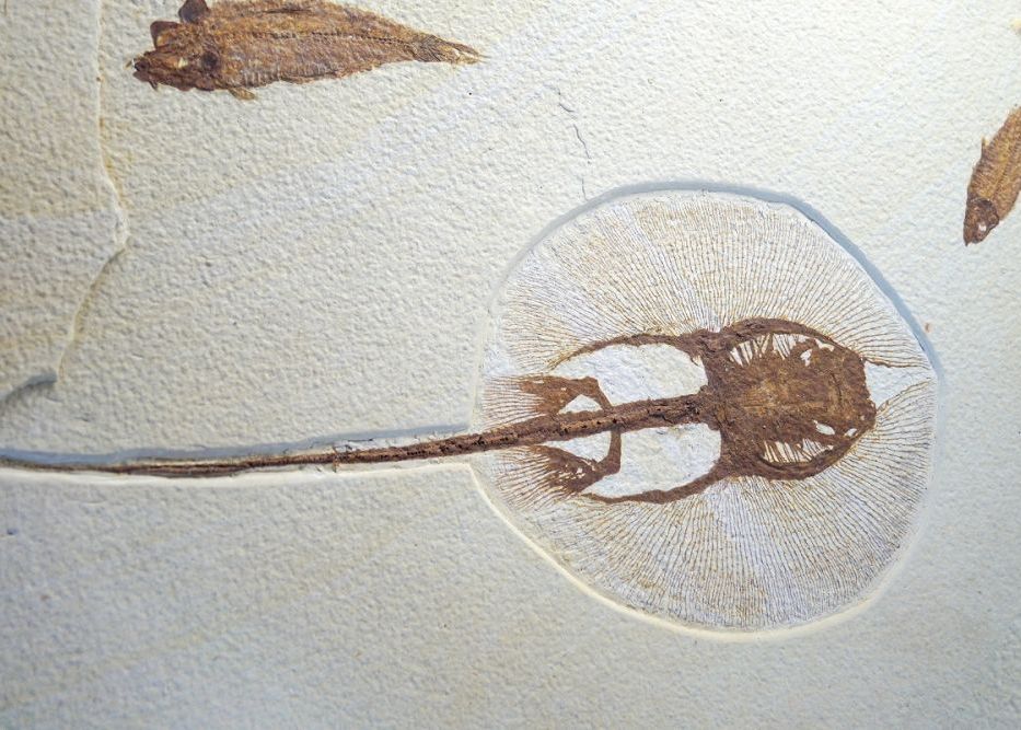 Sute De Fosile Ciudate Gasite In Craniul Unui Peste De Acum 9 Milioane De Ani