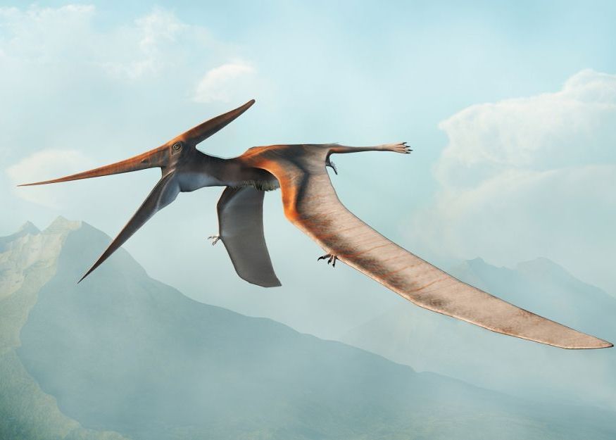 Ramasitele Celui Mai Mare Pterozaur Din Jurasic Au Fost Descoperite In Scotia