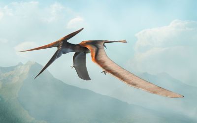 Rămășițele celui mai mare pterozaur din Jurasic au fost descoperite în Scoția