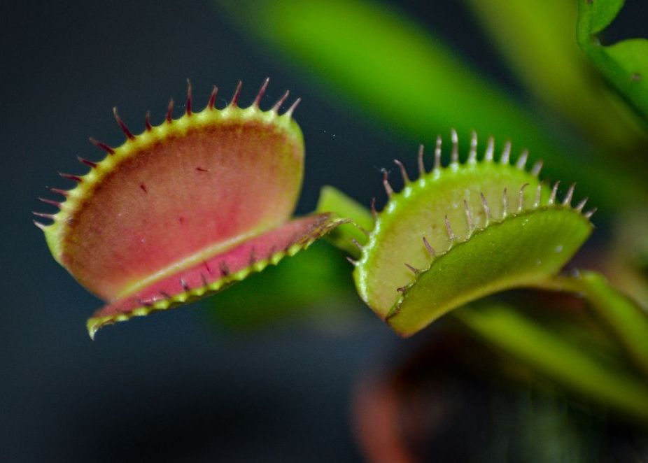 Primul Pas Spre Fuziunea Dintre Fiintele Vii Si Computere Cercetatorii Au Reusit Sa Implanteze Unei Plante