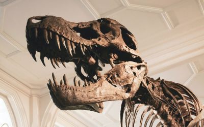 Celebrul T. Rex ar fi putut fi, de fapt, un gen cu trei specii diferite, arată un nou studiu