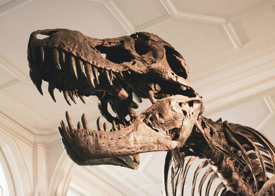Celebrul T. Rex ar fi putut fi, de fapt, un gen cu trei specii diferite, arată un nou studiu Celebrul T Rex Ar Fi Putut Fi De Fapt Un Gen Cu Trei Specii Diferite Arata Un Nou Studiu