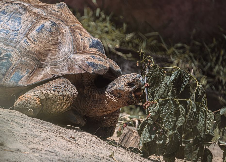 O Specie De Broasca Testoasa Uriasa Pana Acum Necunoscuta A Fost Descoperita In Galapagos