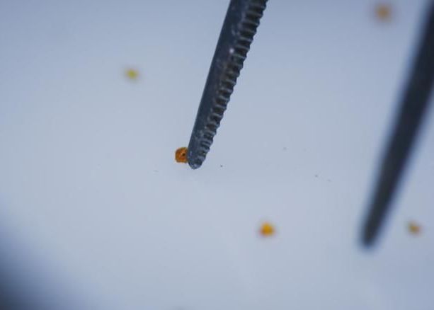 Un Fragment Din Asteroidul Care A Ucis Dinozaurii Gasit Pe Pamant Dupa 66 De Milioane De Ani