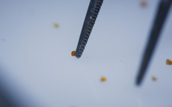 Un Fragment Din Asteroidul Care A Ucis Dinozaurii Gasit Pe Pamant Dupa 66 De Milioane De Ani